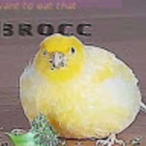 Meet your Posher, Charlotte